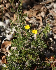 Hibbertia hypericoides hypericoides