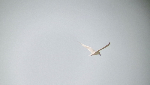 Gull-billed Tern