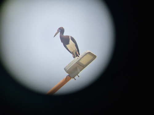 Abdim's Stork