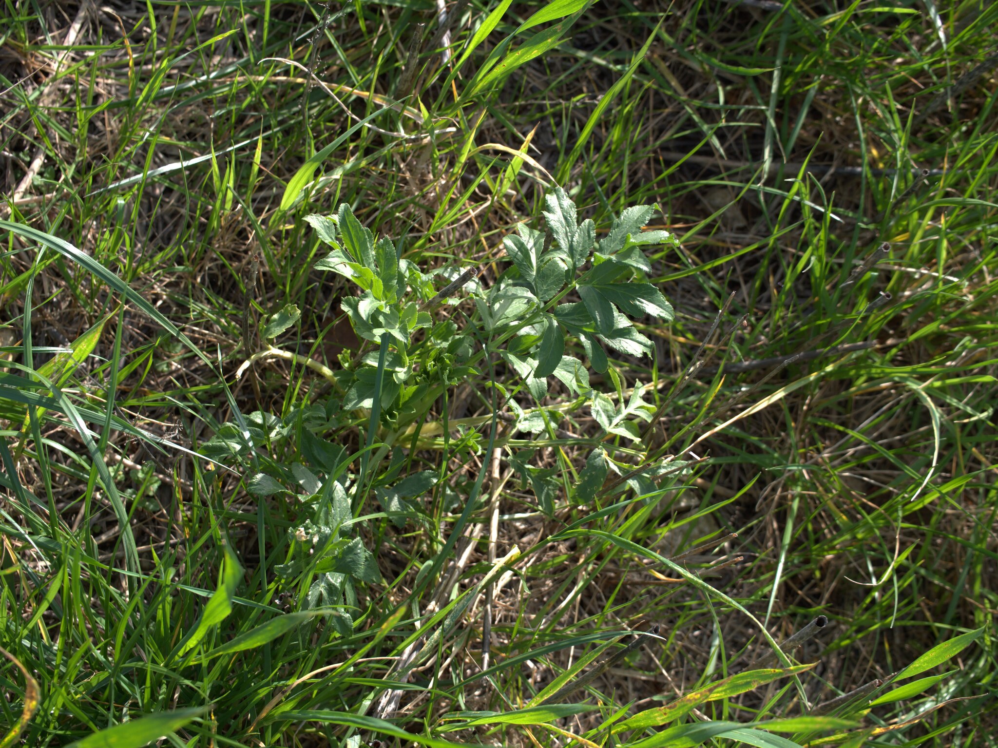 Imagem de Bisnaguinha-do-campo
