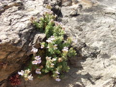 Chaenorhinum