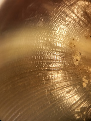 Ventridens intertextus