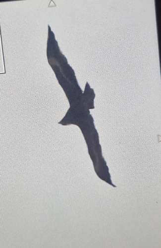 Steppe Eagle