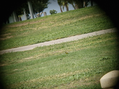 Black-headed Wagtail