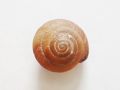 Ventridens intertextus