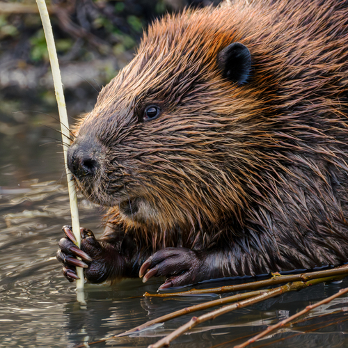 American Beaver photographed in Ohio