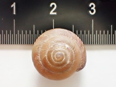 Ventridens intertextus