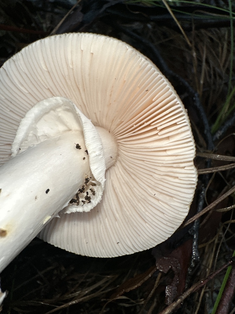 Amanita roseolamellata
