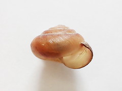 Ventridens intertextus