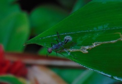 Camponotus singularis