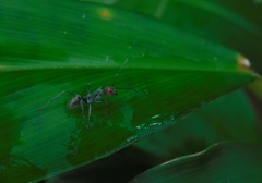 Camponotus singularis