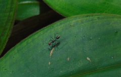 Camponotus singularis