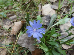 Cichorium intybus