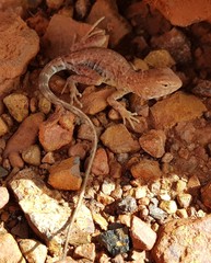 Ctenophorus caudicinctus