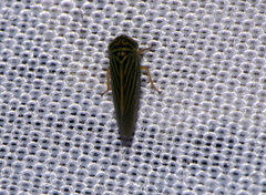 Agalliini