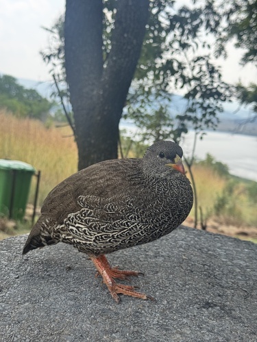 Natal Spurfowl