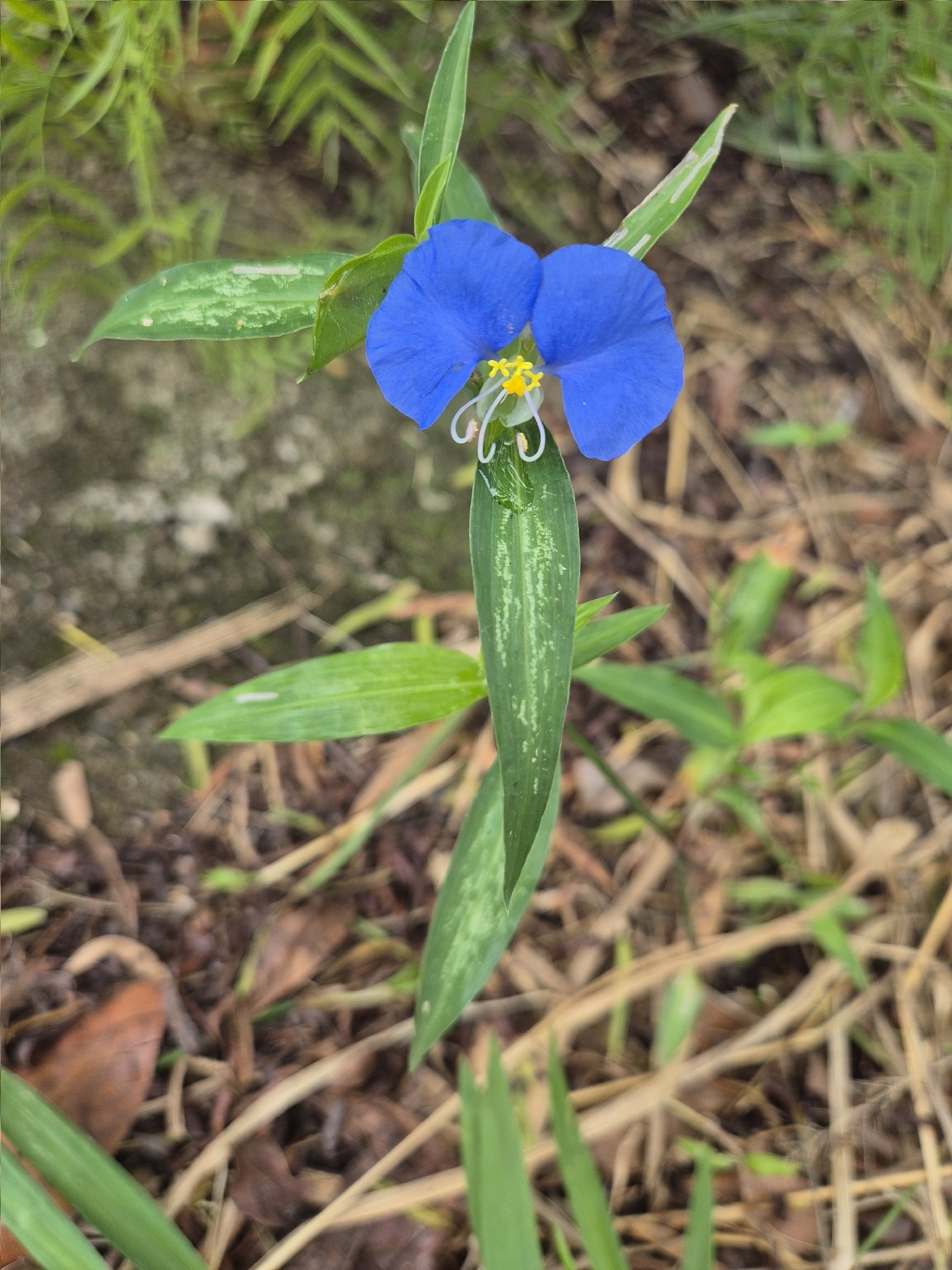 Commelina erecta