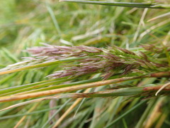 Agrostis magellanica