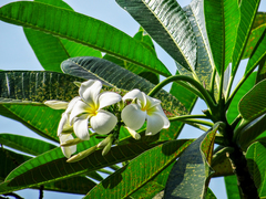Plumeria obtusa