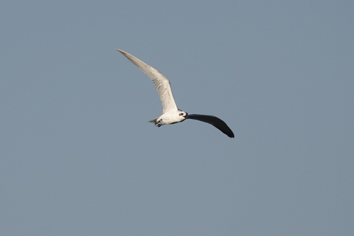 Gull-billed Tern