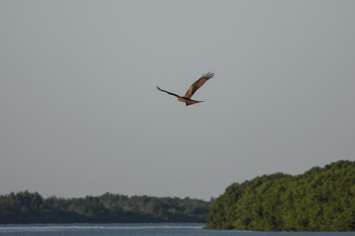 Yellow-billed Kite
