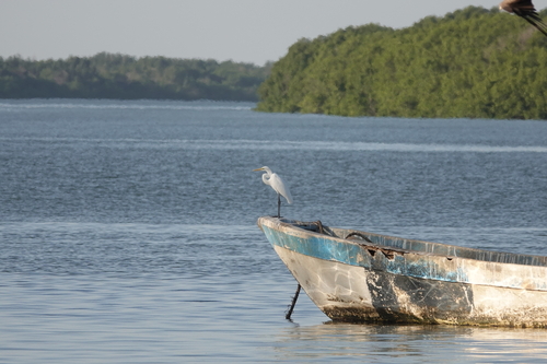 African Great Egret