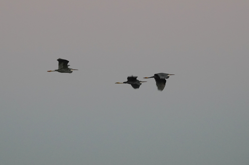 West African Reef Heron