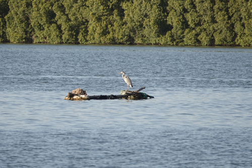 Grey Heron