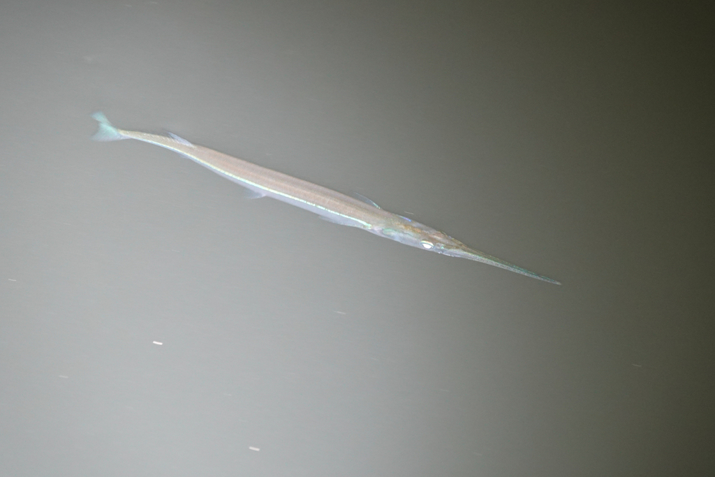 Senegal needlefish (Strongylura senegalensis) — Belonidae