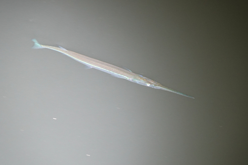 Senegal needlefish (Strongylura senegalensis) — Belonidae