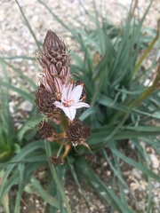 Asphodelus ramosus ramosus