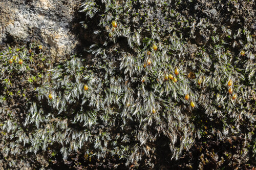 Grimmia crinita, 2026-02-26