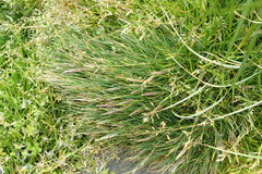 Agrostis magellanica