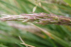 Agrostis magellanica