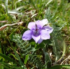 Viola rupestris
