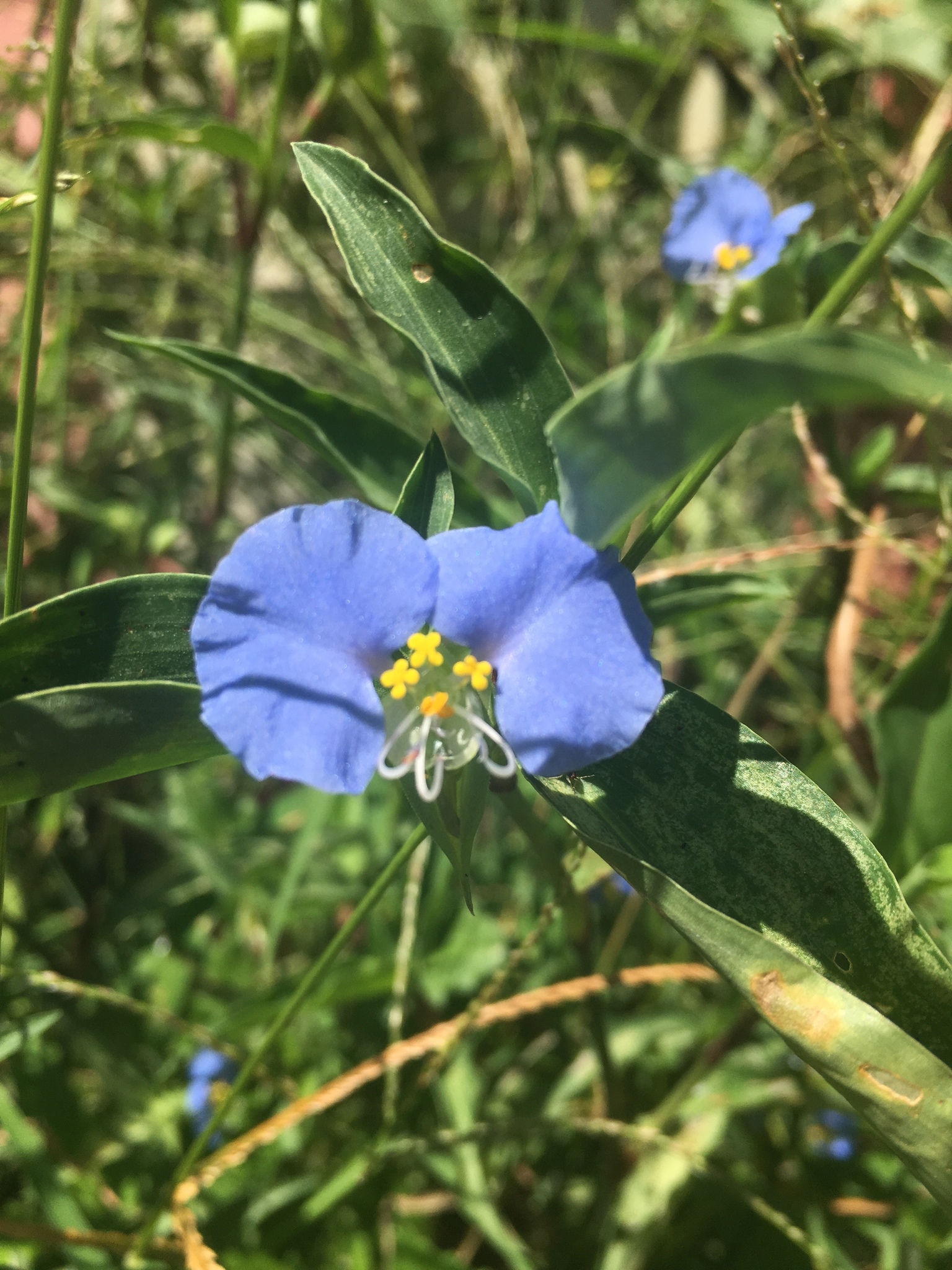 Commelina erecta