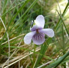 Viola rupestris