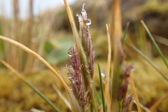 Agrostis magellanica