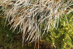 Agrostis magellanica