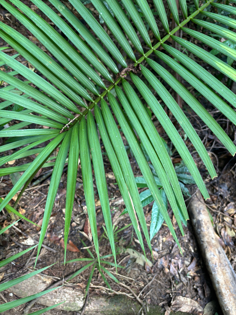 Rattan palms from Cape Tribulation, QLD, AU on February 23, 2026 at 02: ...