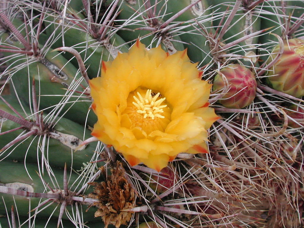 fishhook barrel cactus (Ferocactus wislizeni) · iNaturalist