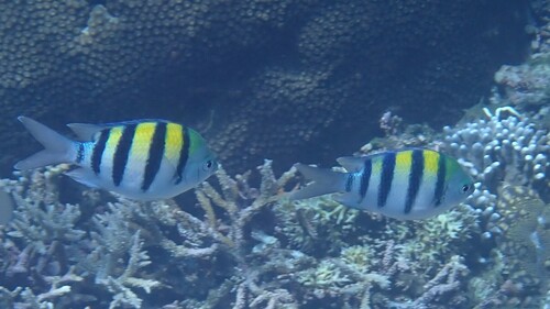Indo-Pacific Sergeant Major — seen at this dive site