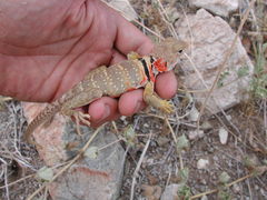 Crotaphytus nebrius