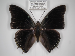 Charaxes cedreatis