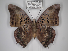 Charaxes cedreatis