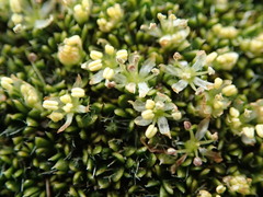 Azorella macquariensis