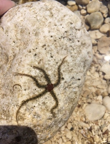 Dlakava zmijača (Ophiothrix fragilis)