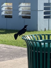 Quiscalus niger brachypterus