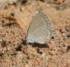 Catochrysops strabo strabo