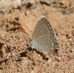 Catochrysops strabo strabo